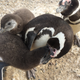 A Magellanic penguin feeds its chicks while its mate looks on.